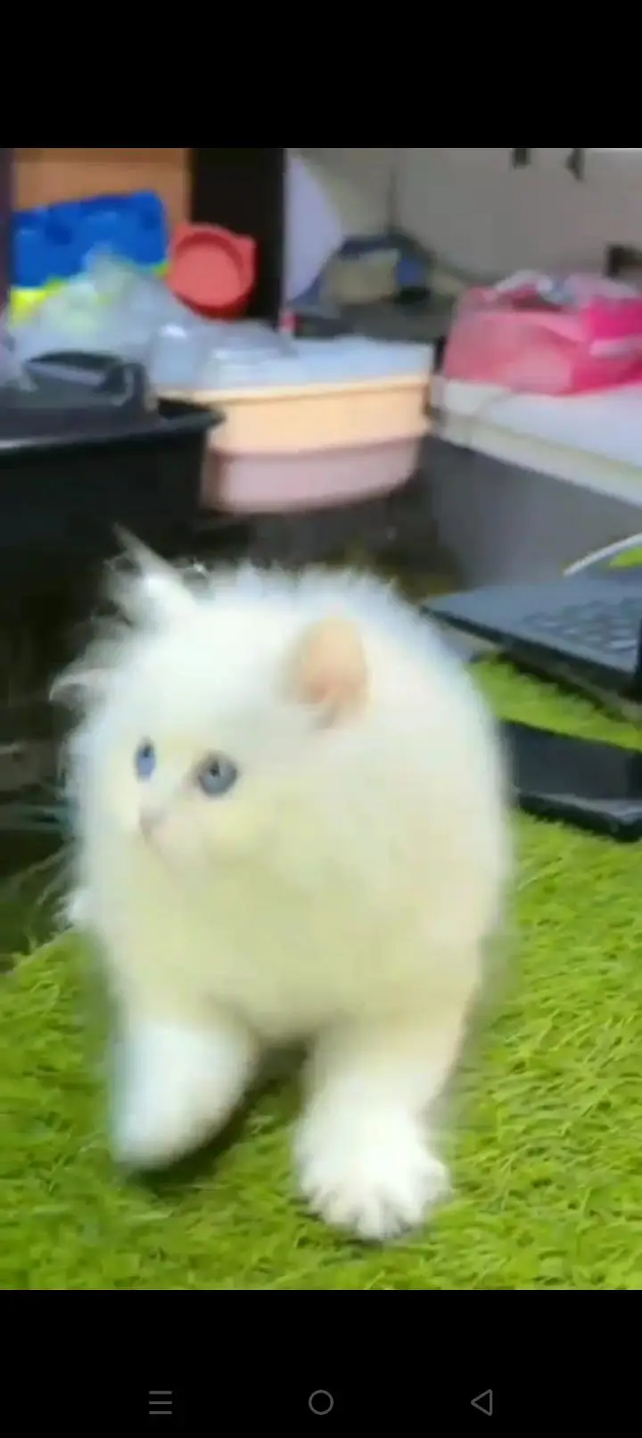 Quality Persian cat & Kittens. Male & female 03479996792. whatsapp — photo 3