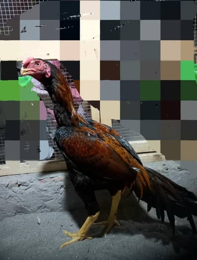 aseel Indian parrot beak/shamo