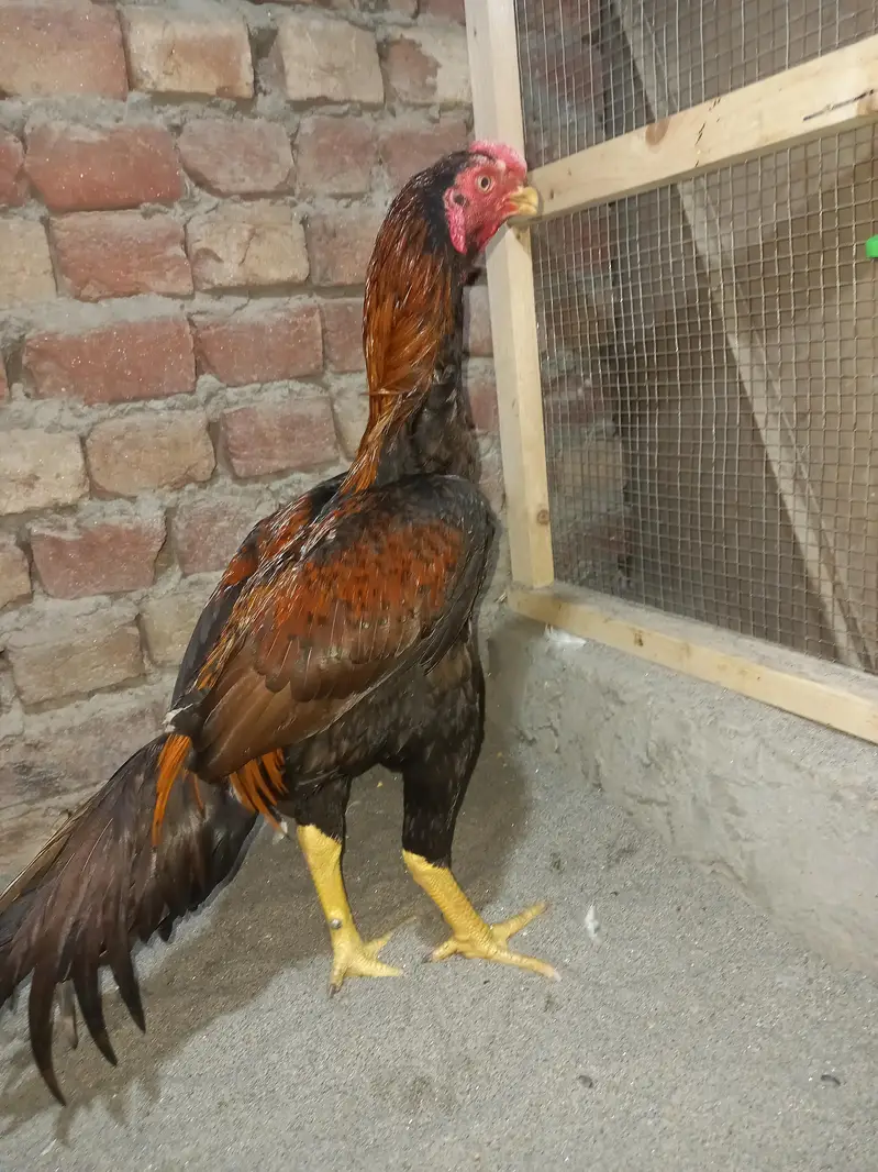 aseel Indian parrot beak/shamo — photo 2