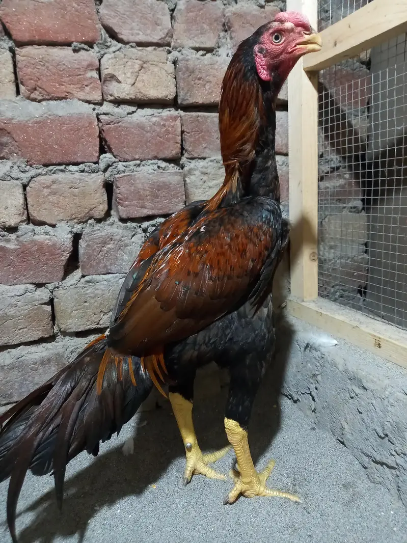 aseel Indian parrot beak/shamo — photo 3