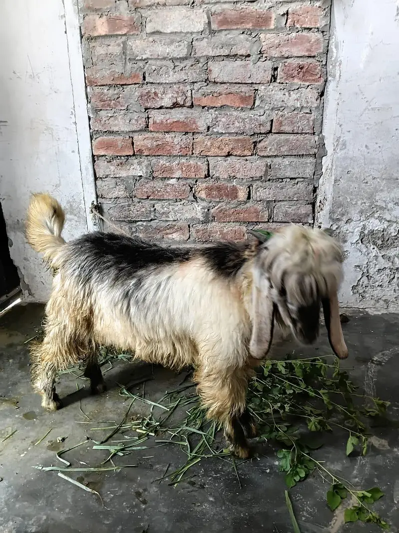 best loving Bakra age 3month