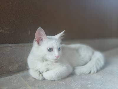 Persian Cat odd eyes double coat