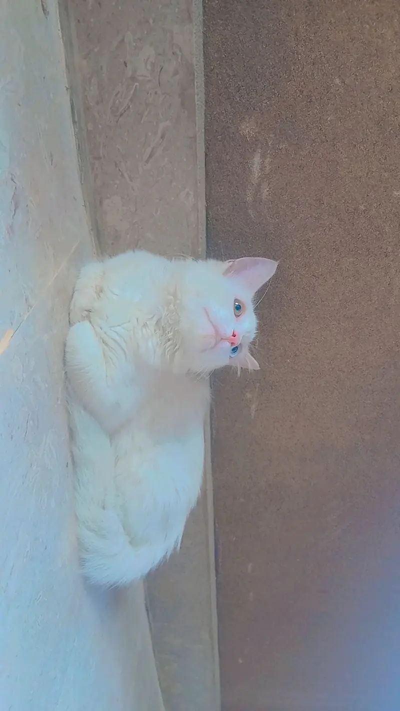 Persian Cat odd eyes double coat — photo 3