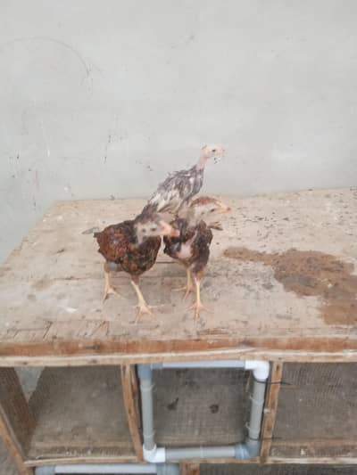 aseel chicks urgent sell high quality aseel price only 1999