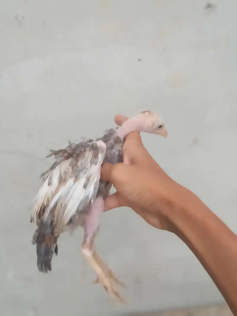 aseel chicks urgent sell high quality aseel price only 1999 — photo 2