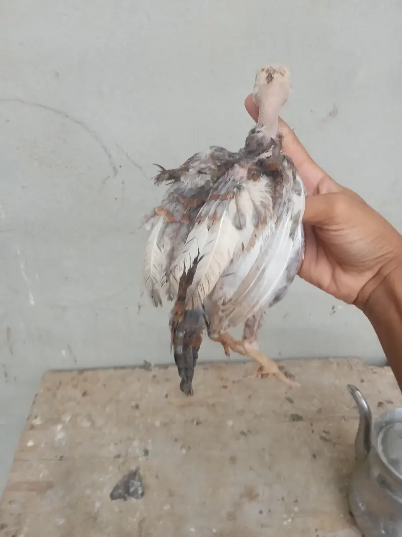 aseel chicks urgent sell high quality aseel price only 1999 — photo 3