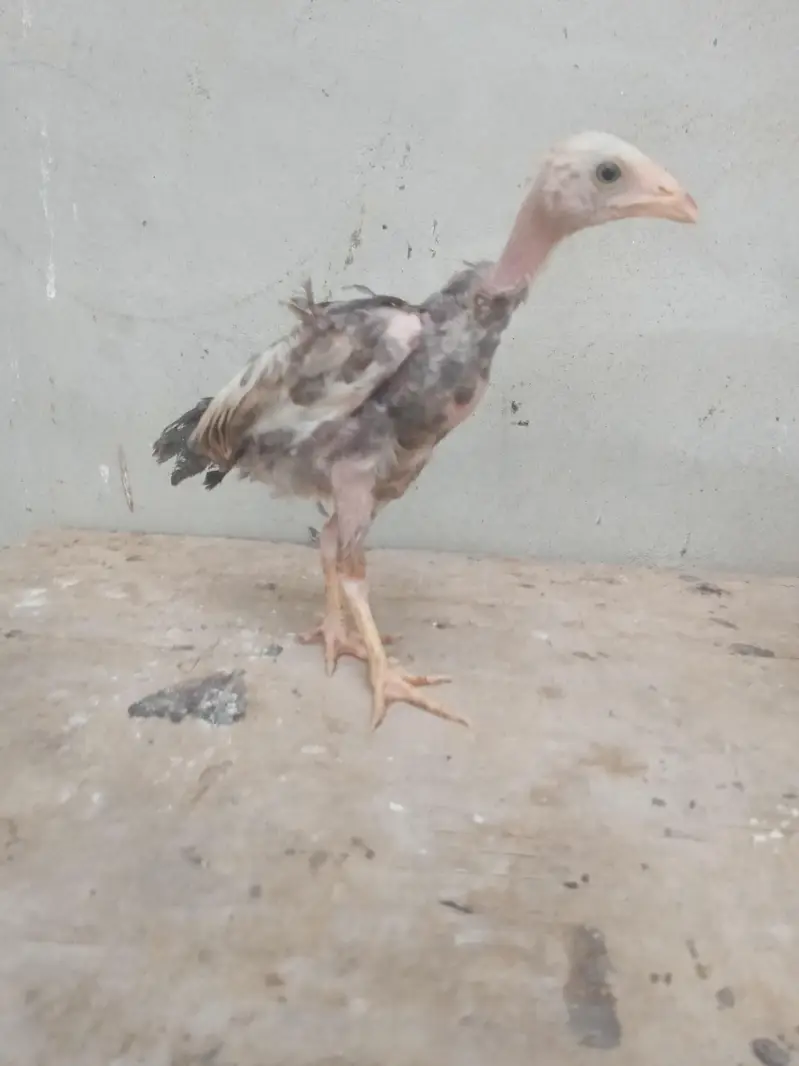 aseel chicks urgent sell high quality aseel price only 1999 — photo 4