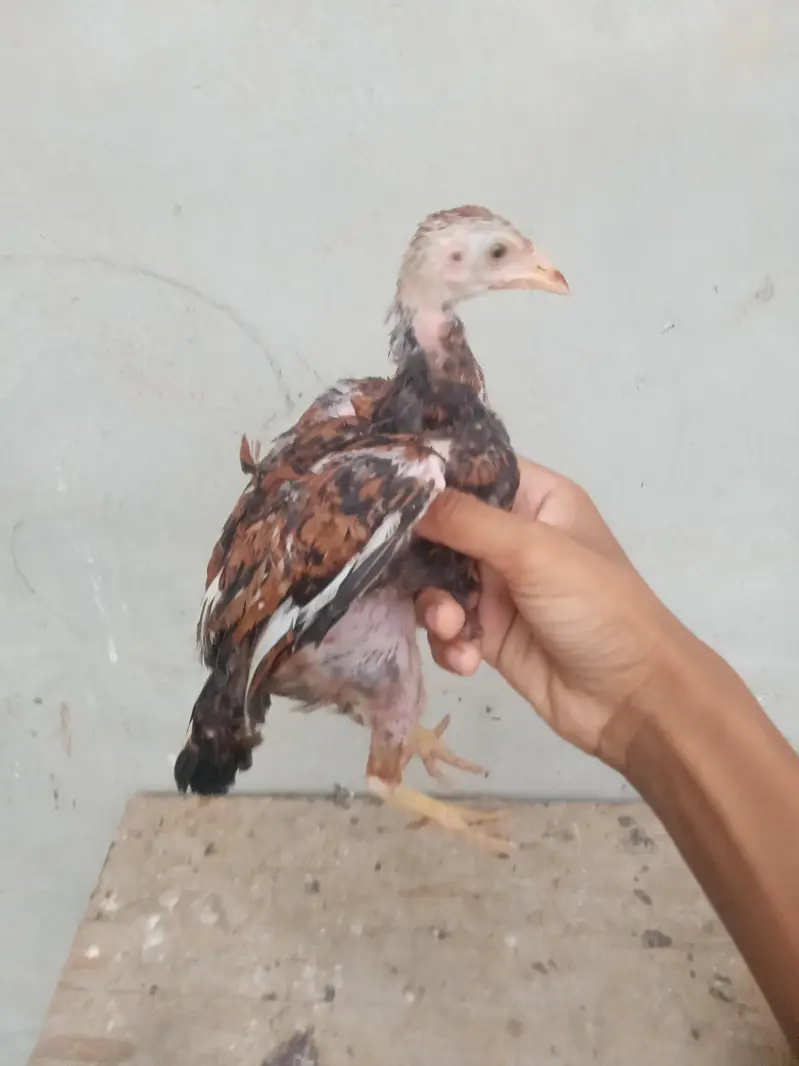 aseel chicks urgent sell high quality aseel price only 1999 — photo 5