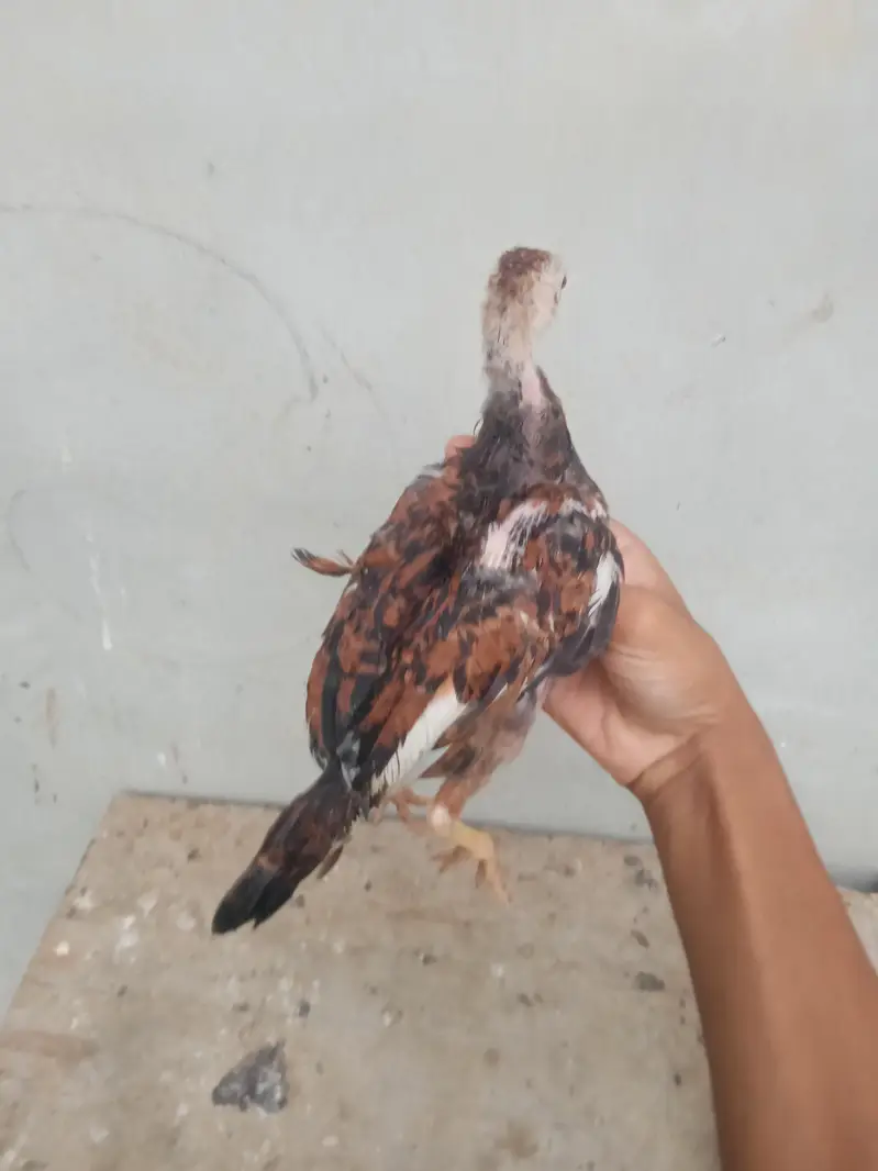 aseel chicks urgent sell high quality aseel price only 1999 — photo 6
