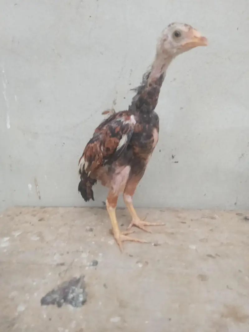aseel chicks urgent sell high quality aseel price only 1999 — photo 7