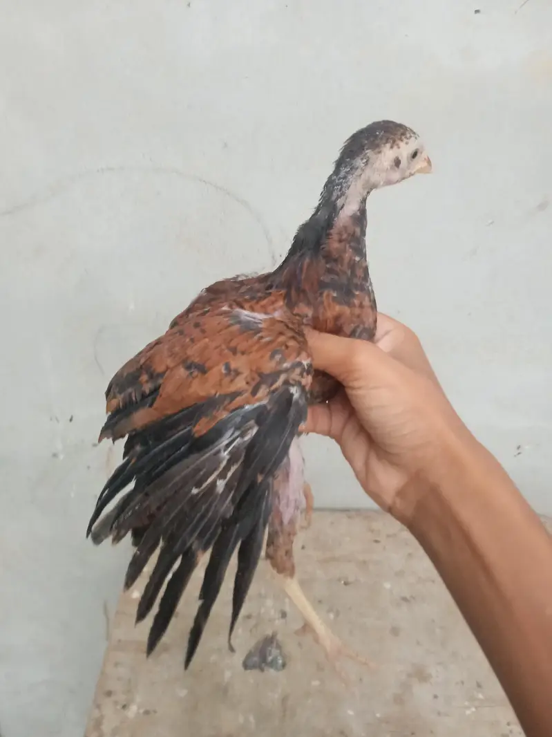 aseel chicks urgent sell high quality aseel price only 1999 — photo 8