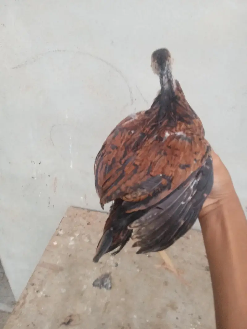 aseel chicks urgent sell high quality aseel price only 1999 — photo 9