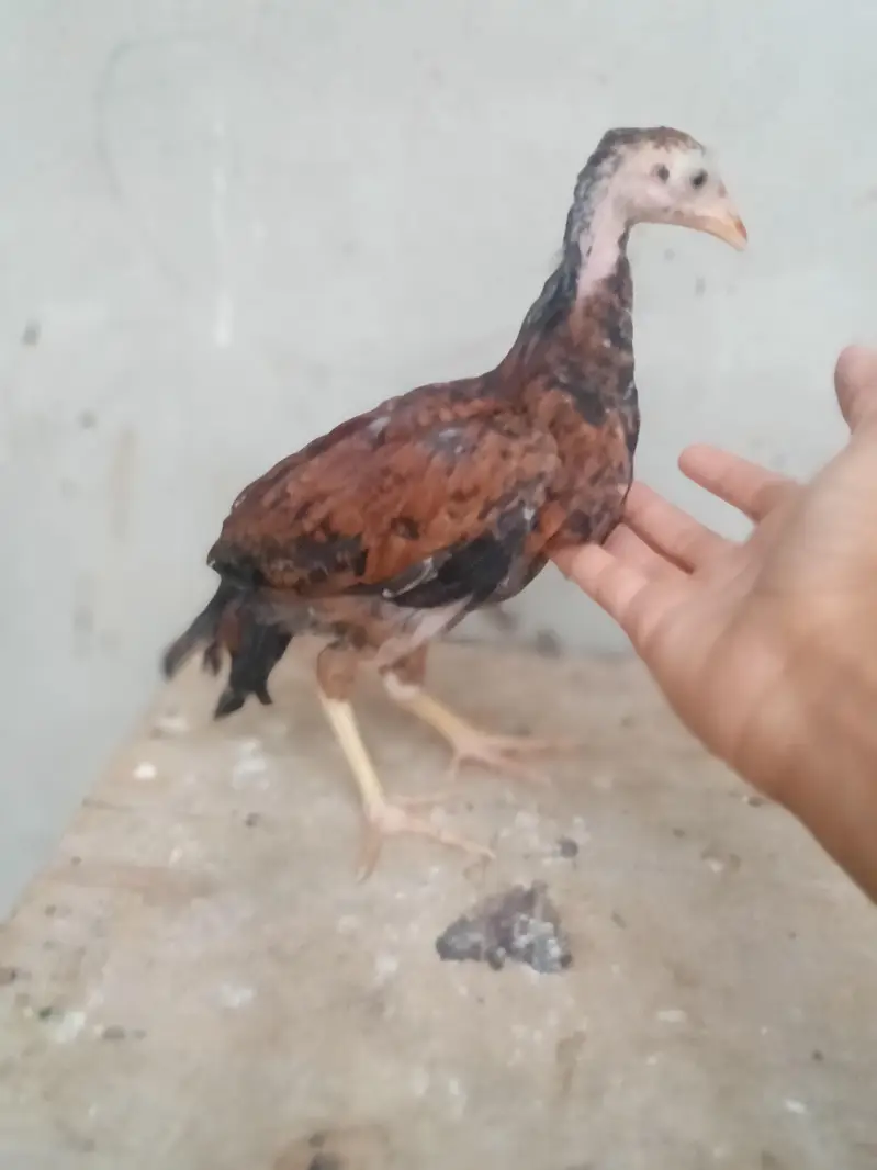 aseel chicks urgent sell high quality aseel price only 1999 — photo 10