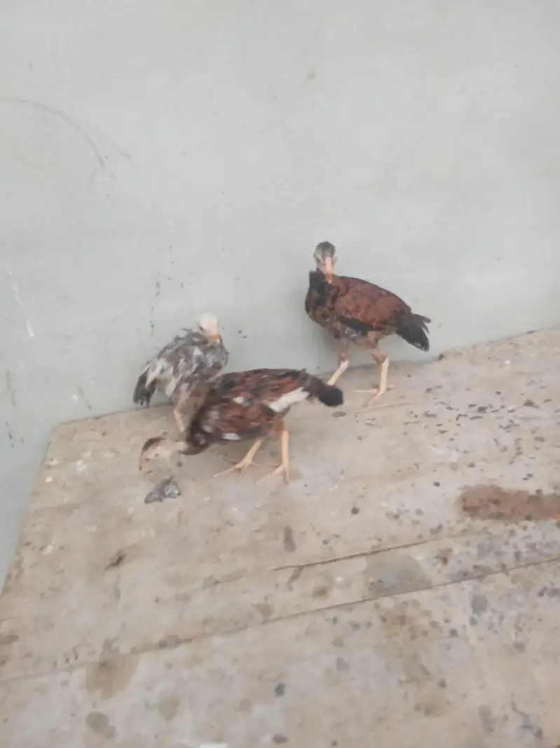 aseel chicks urgent sell high quality aseel price only 1999 — photo 11