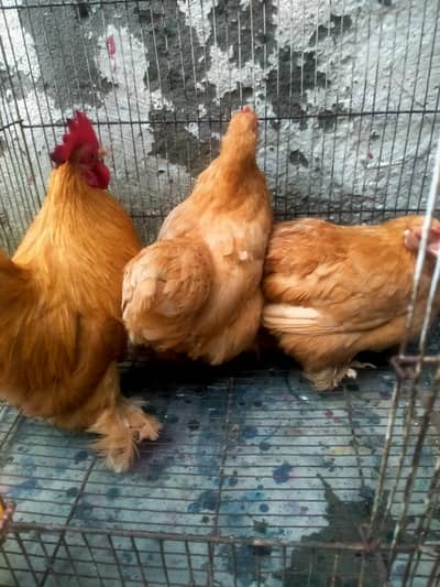 buff bantam trio active and healthy Whatsapp no 03218716741