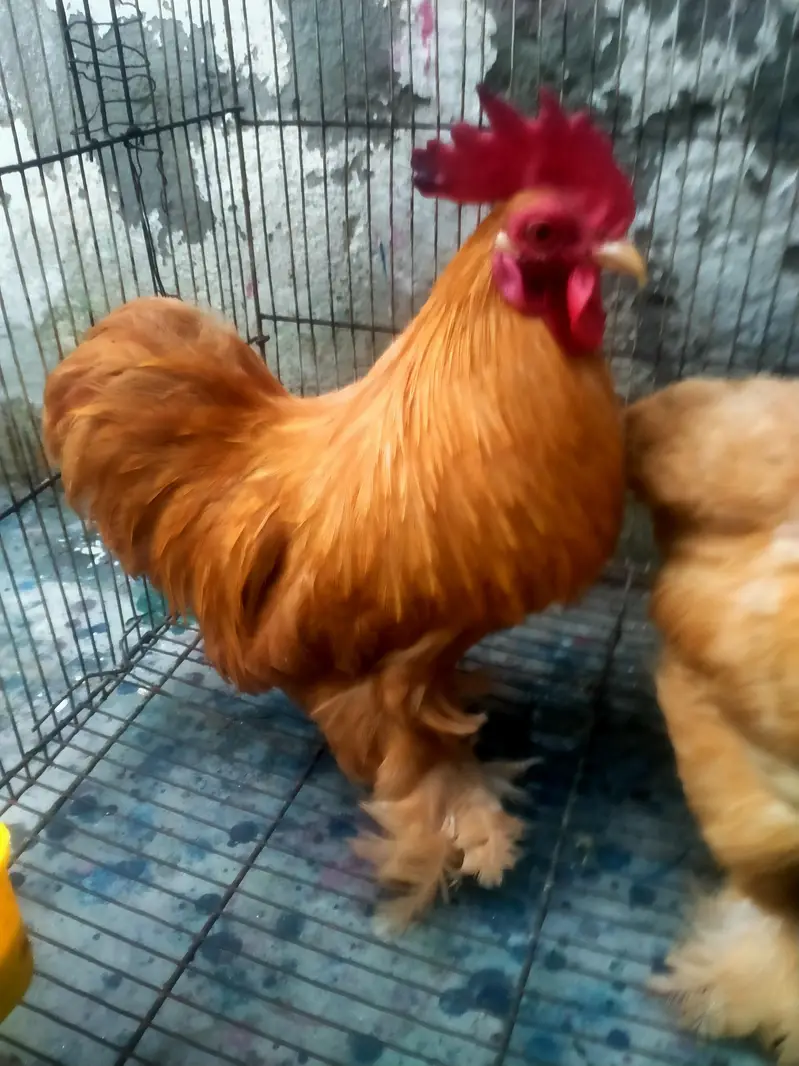 buff bantam trio active and healthy Whatsapp no 03218716741 — photo 2