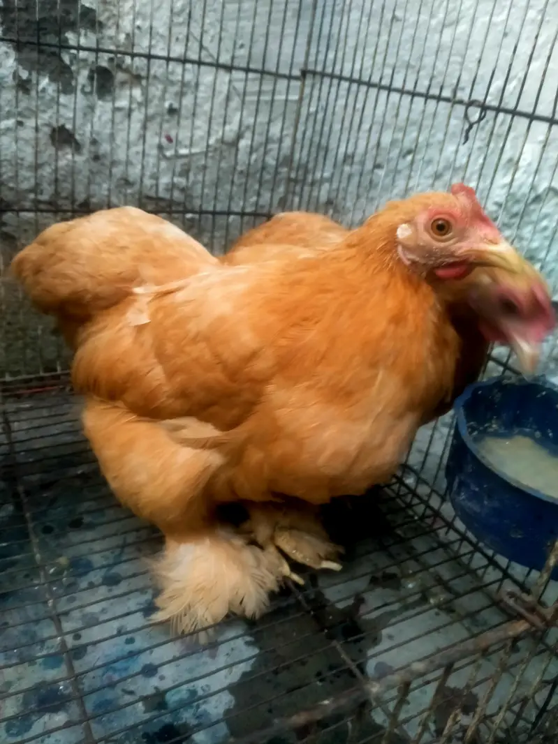 buff bantam trio active and healthy Whatsapp no 03218716741 — photo 3