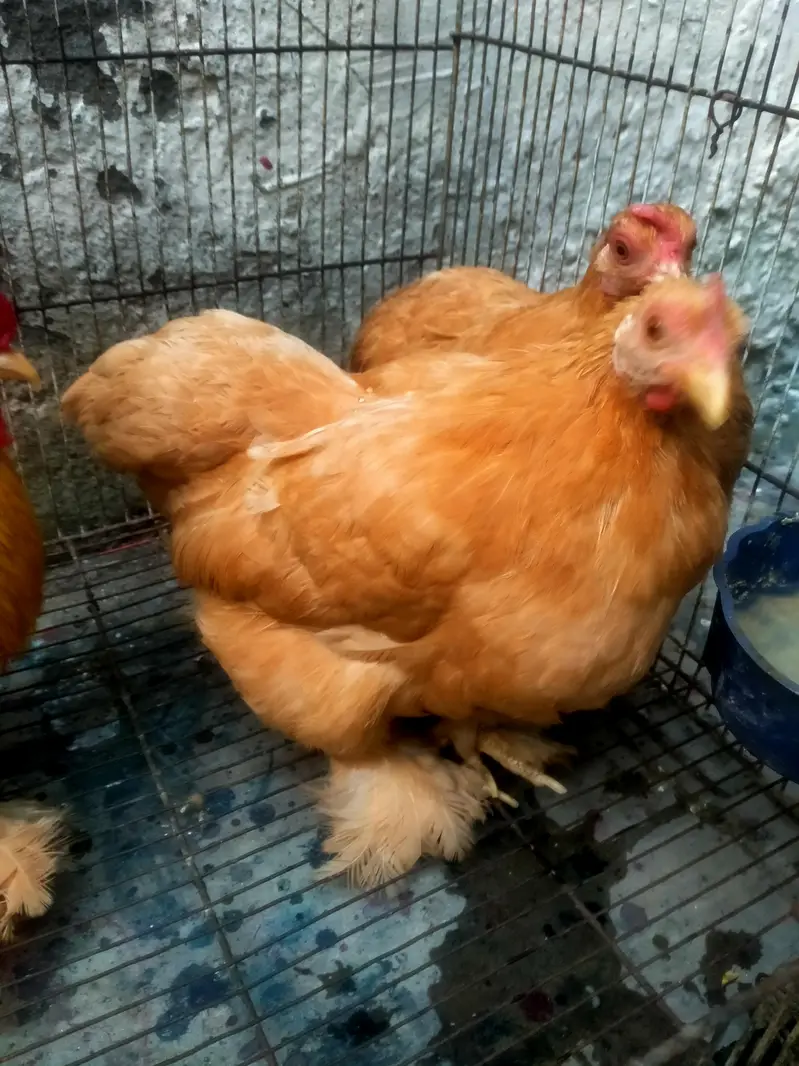 buff bantam trio active and healthy Whatsapp no 03218716741 — photo 4