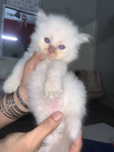 Kitties for sale