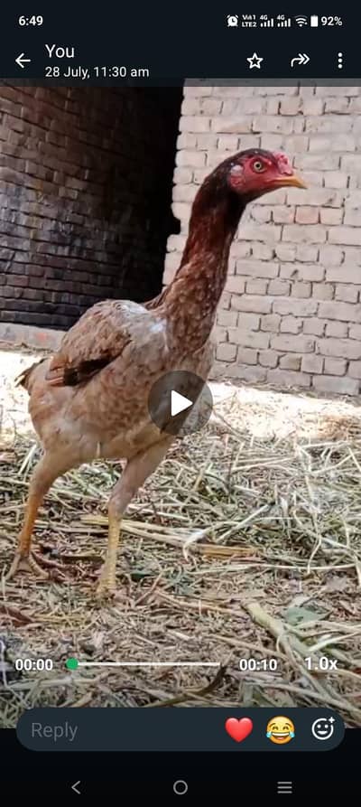 Pure Aseel egg laying murgi