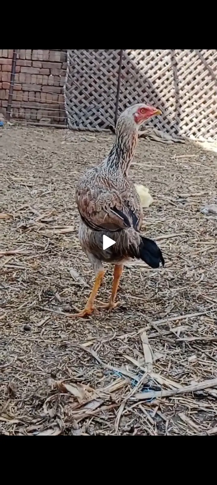 Pure Aseel egg laying murgi — photo 2