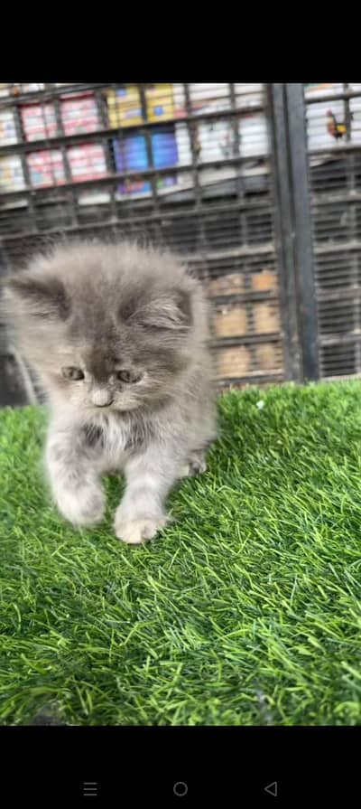 Quality Persian cat & Kittens. Male & female 03479996792. whatsapp