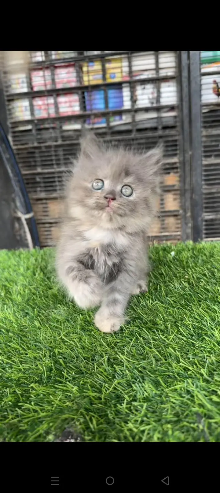 Quality Persian cat & Kittens. Male & female 03479996792. whatsapp — photo 2