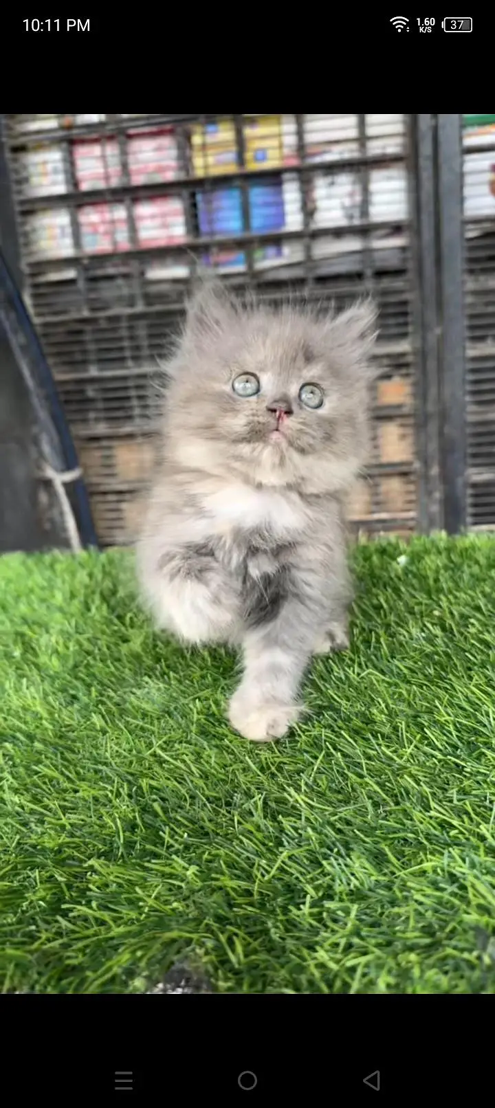 Quality Persian cat & Kittens. Male & female 03479996792. whatsapp — photo 3