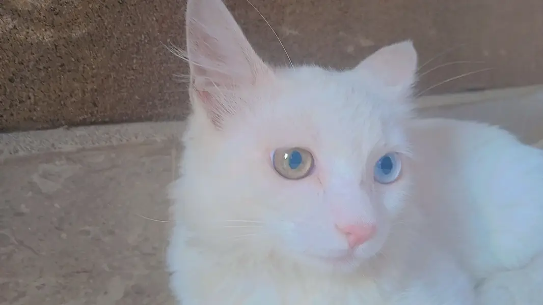 Persian Cat odd eyes double coat — photo 4