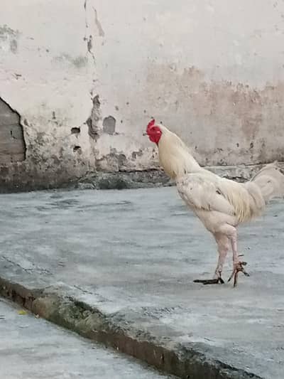 Desi murga