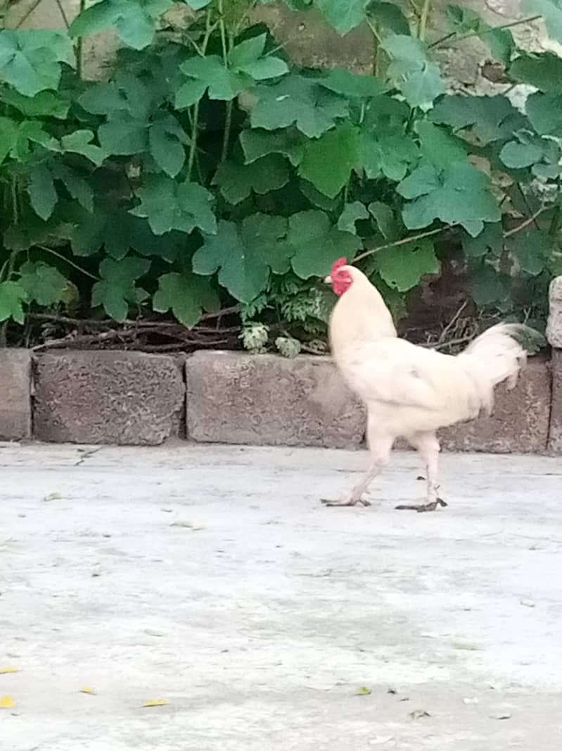 Desi murga 1