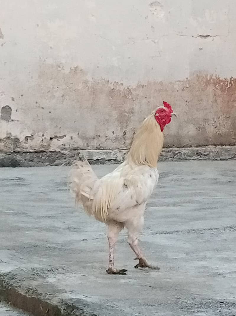 Desi murga 2