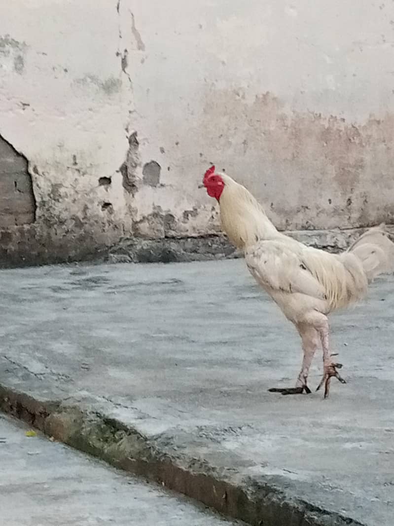 Desi murga 4
