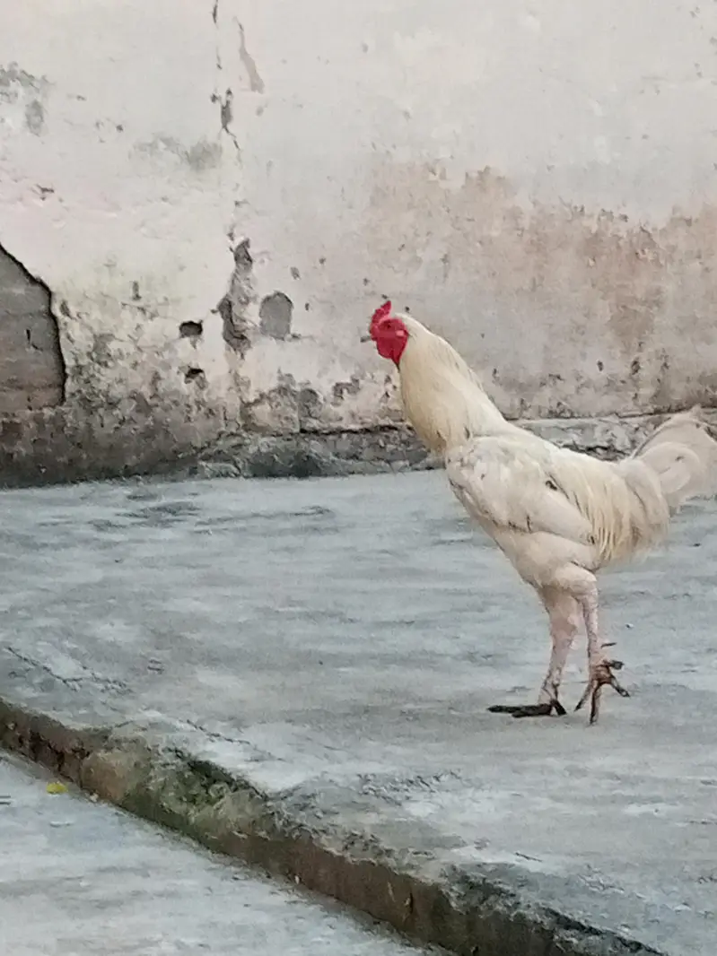 Desi murga — photo 5