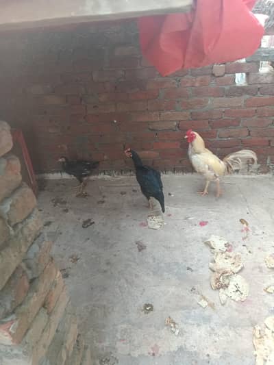 Assel Murga+Murgi+child