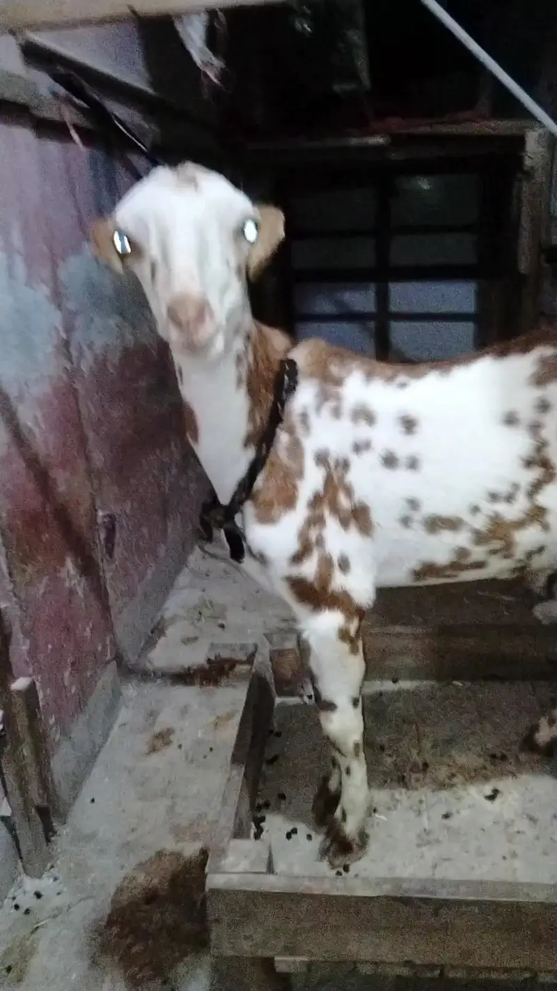 bakra sheep goat teddy tapra gulabi dumba kajla mundra murgi chicks — photo 2