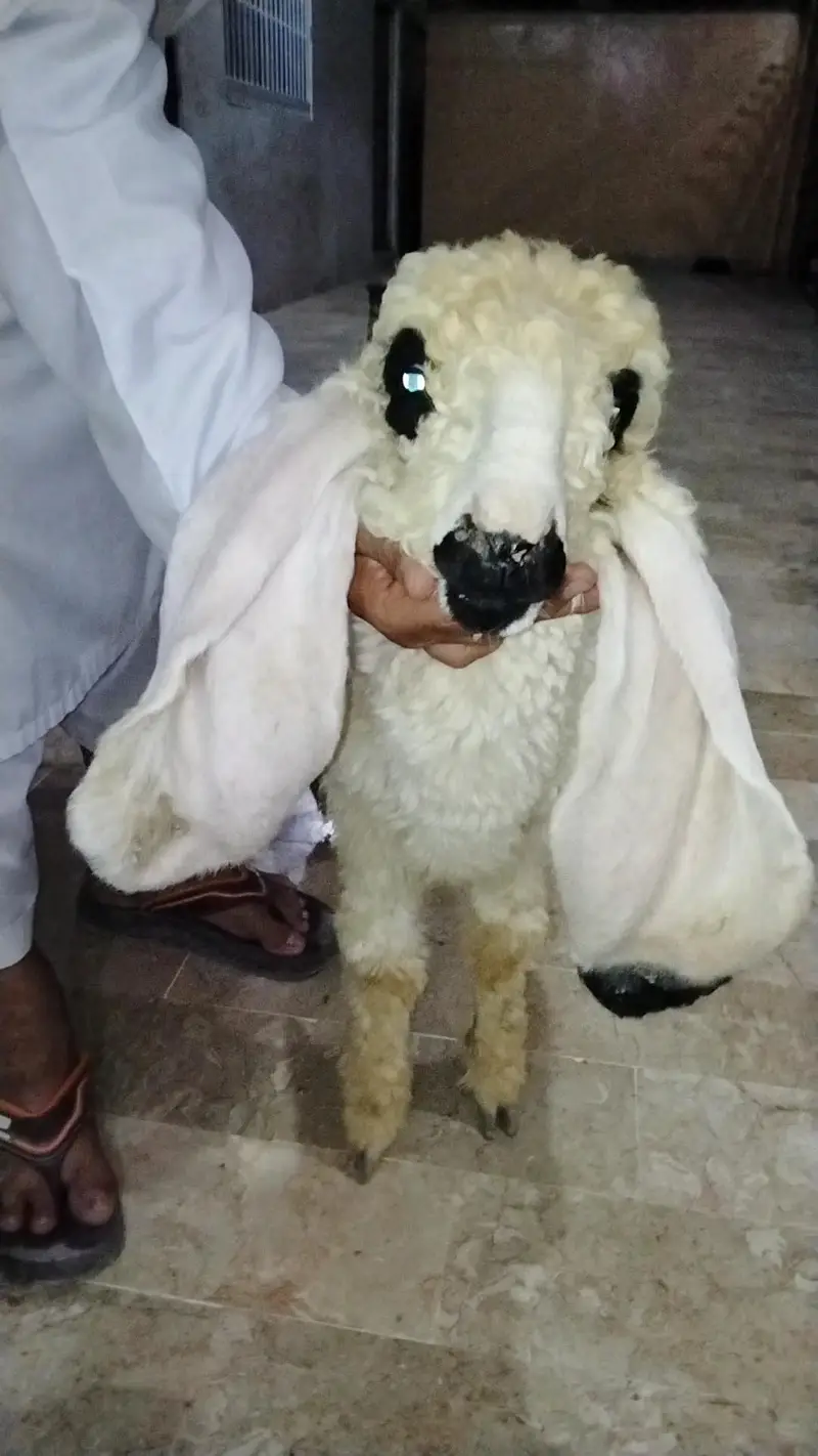 bakra sheep goat teddy tapra gulabi dumba kajla mundra murgi chicks — photo 3
