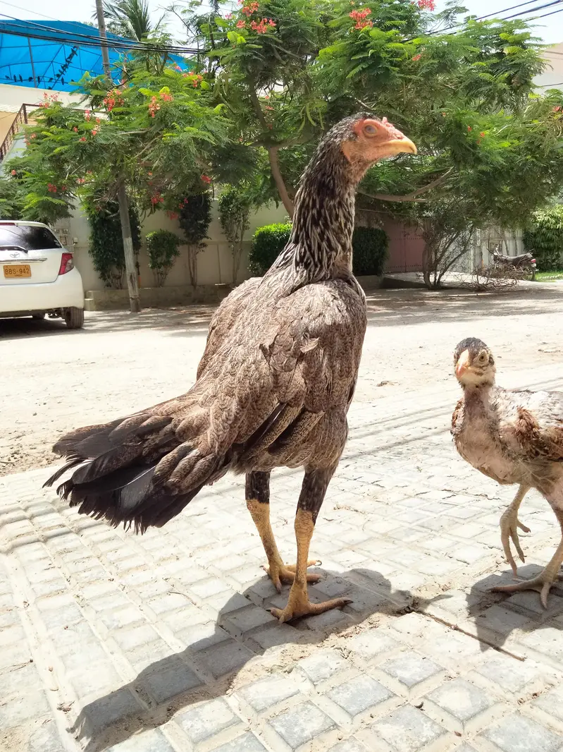 bakra sheep goat teddy tapra gulabi dumba kajla mundra murgi chicks — photo 4