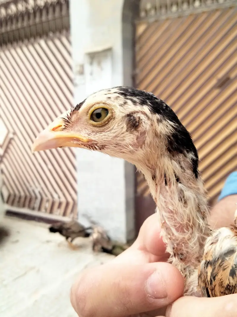 bakra sheep goat teddy tapra gulabi dumba kajla mundra murgi chicks — photo 7