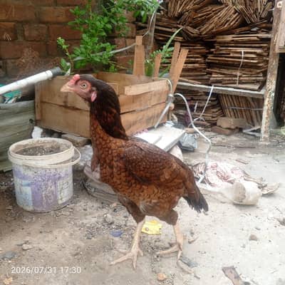 Mianwali Aseel Hen + 1 Assel 1 Poultry 1 Desi Chick