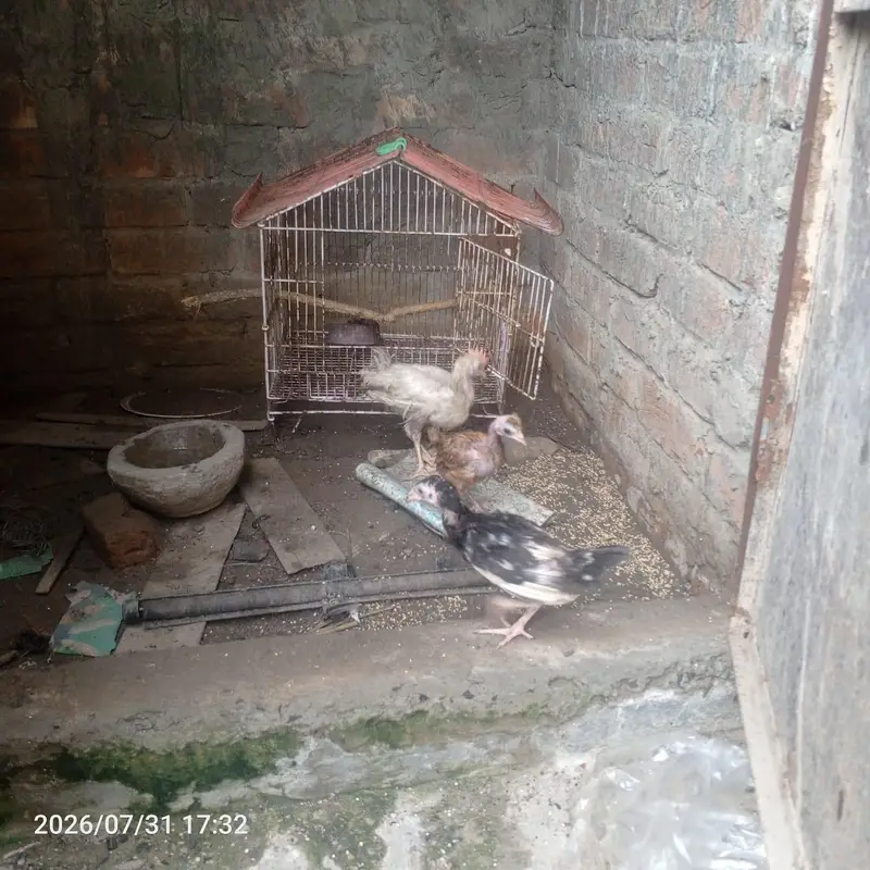 Mianwali Aseel Hen + 1 Assel 1 Poultry 1 Desi Chick — photo 3