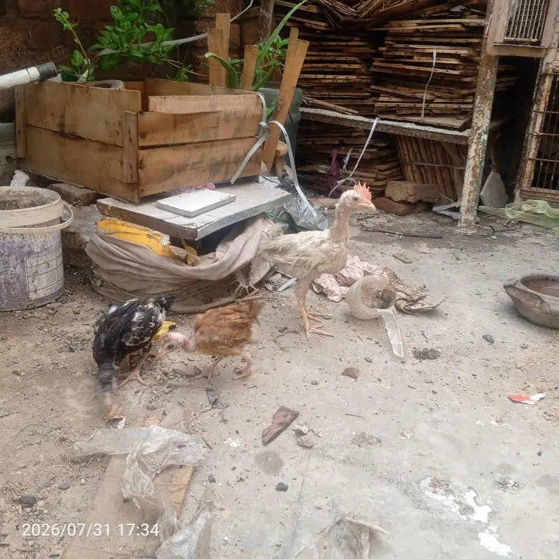 Mianwali Aseel Hen + 1 Assel 1 Poultry 1 Desi Chick — photo 4