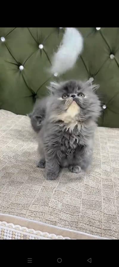 Quality Persian cat & Kittens. Male & female 03479996792. whatsapp