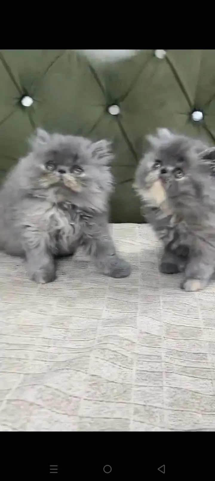 Quality Persian cat & Kittens. Male & female 03479996792. whatsapp — photo 2