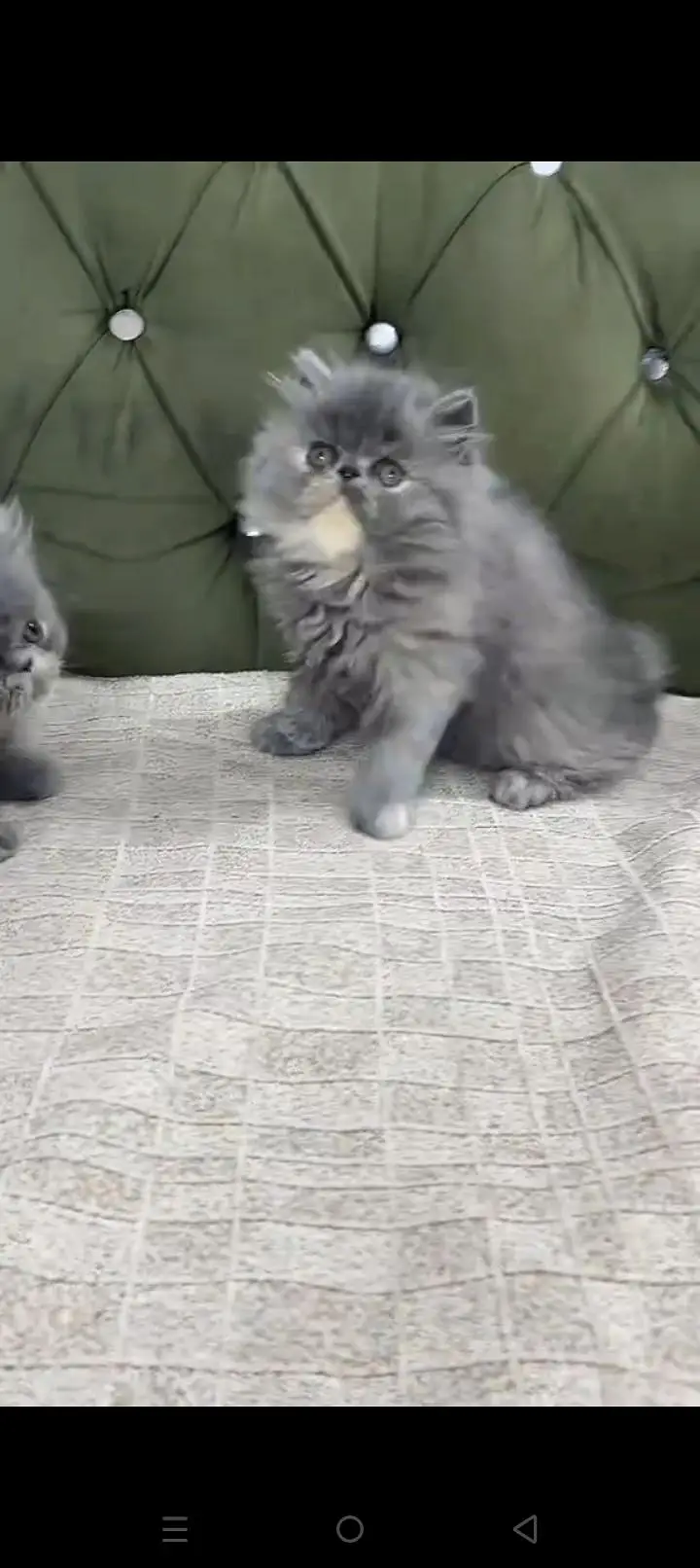 Quality Persian cat & Kittens. Male & female 03479996792. whatsapp — photo 3