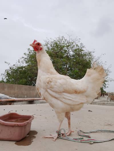 Egg laying Golden Misri Females