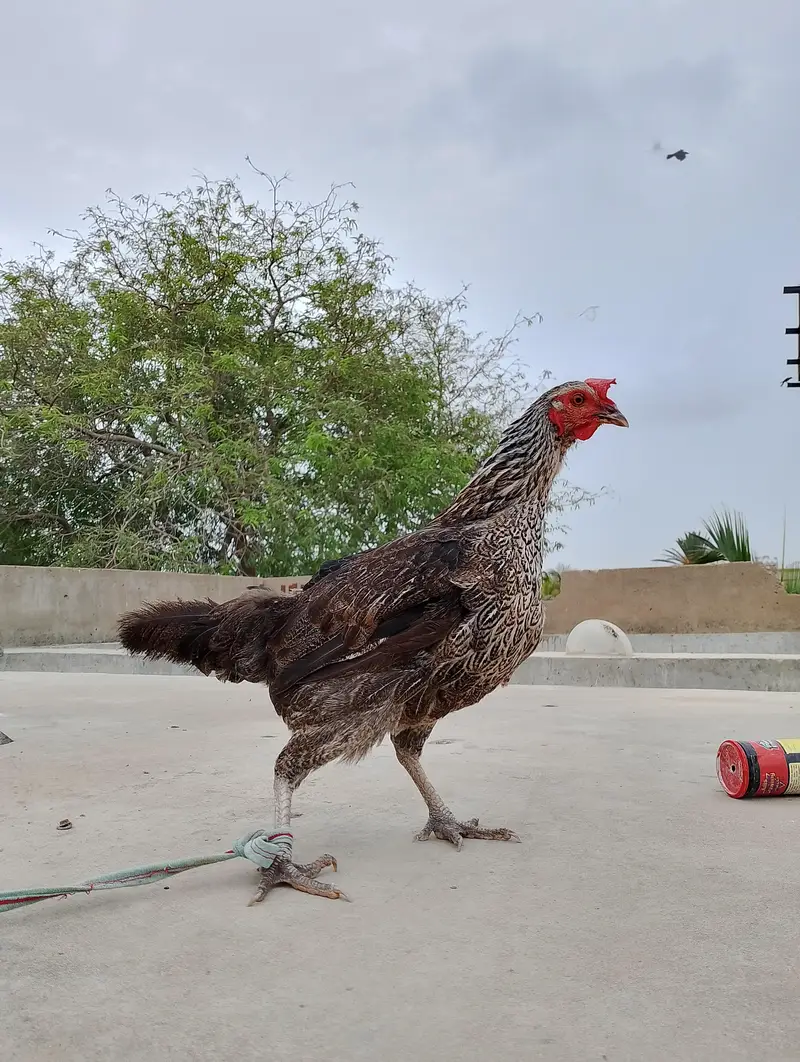 Egg laying Golden Misri Females — photo 2