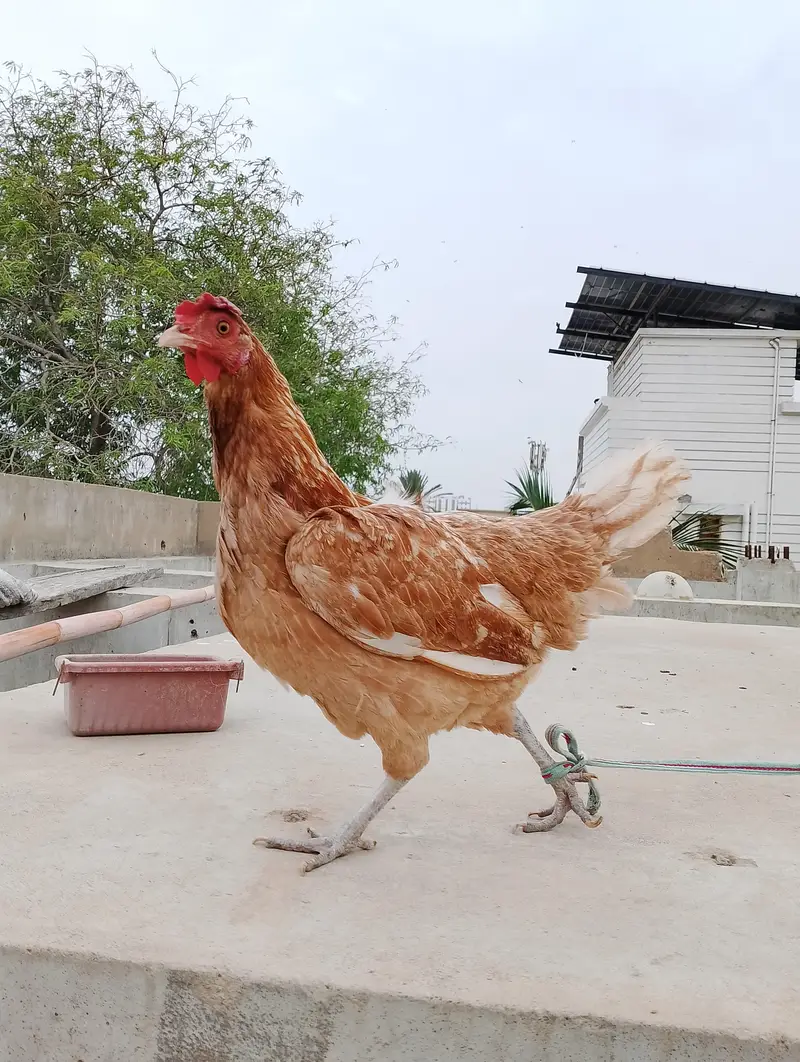 Egg laying Golden Misri Females — photo 3