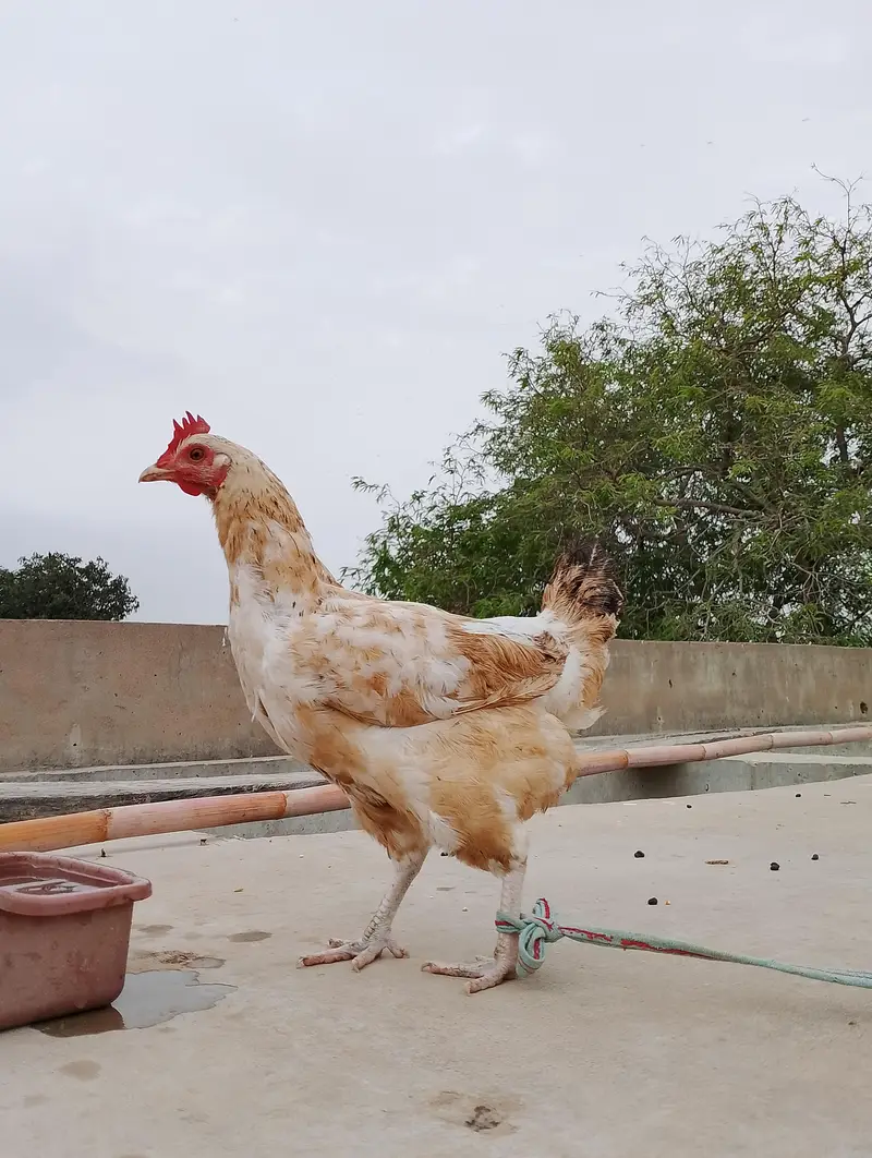 Egg laying Golden Misri Females — photo 4