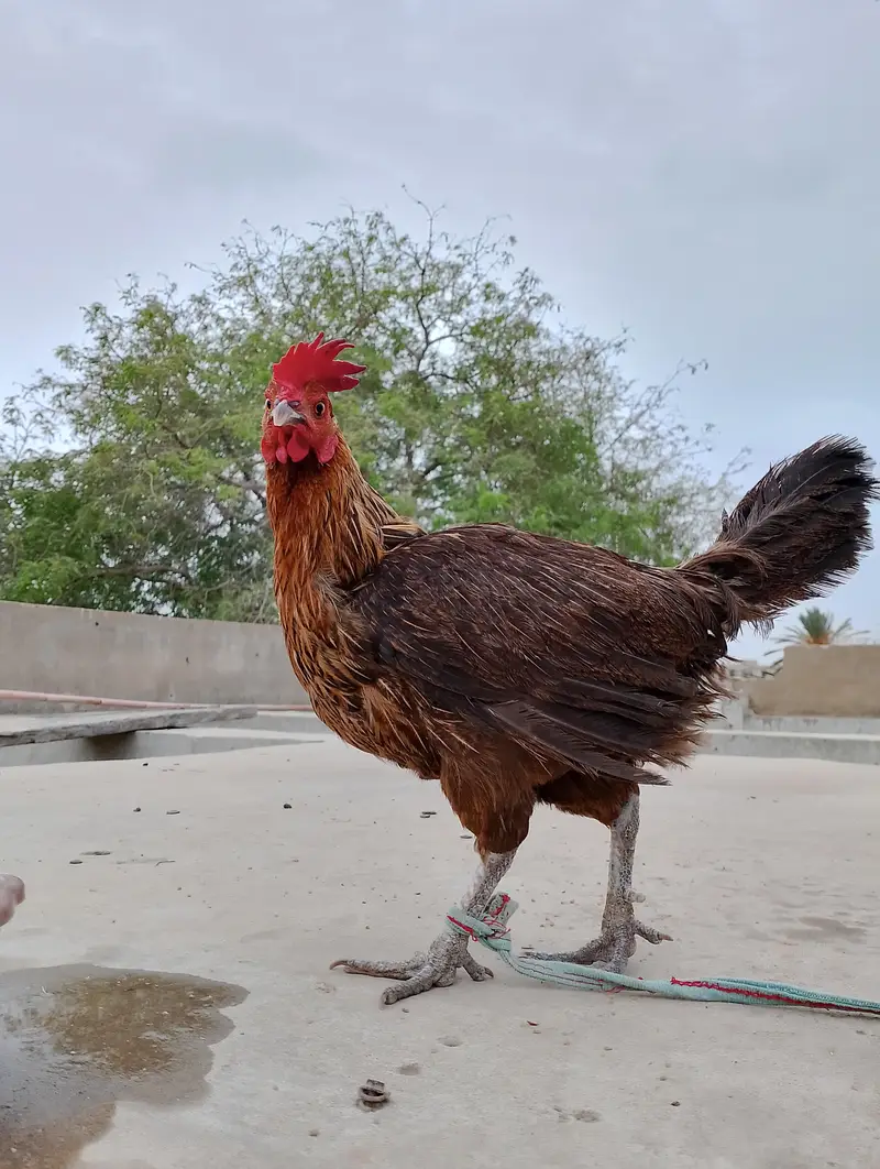 Egg laying Golden Misri Females — photo 5